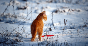 Orange kitten walking outside in the snow.
