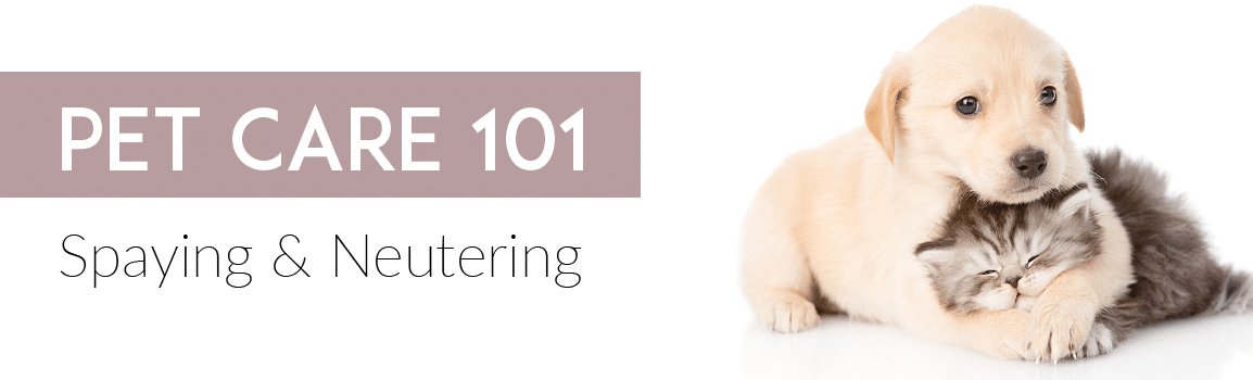 "Pet Care 101 Spaying & Neutering." A puppy and kitten cuddling.