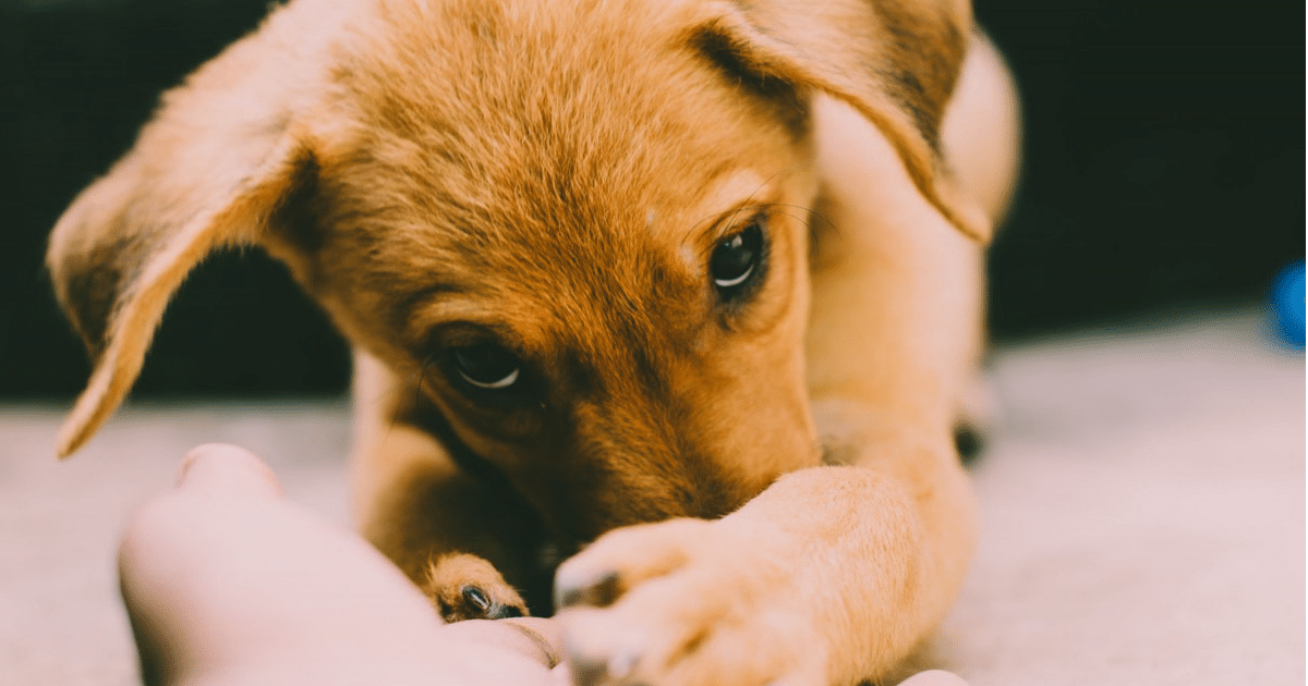 Puppy Looking at Camera Holding Owners Hand