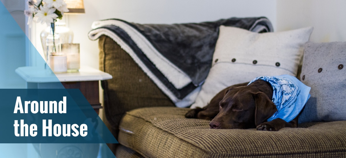Brown dog with a blue bandana on its neck sleeping on a large couch.
