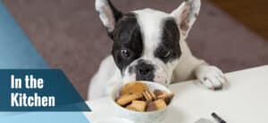 "In the Kitchen" dog sniffing cookies.