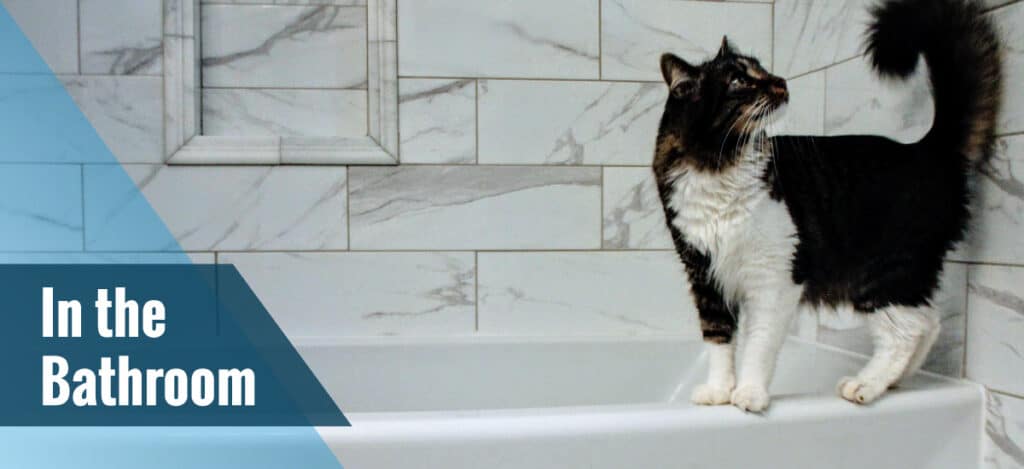 Cat Bathroom Tub
