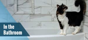 "In the bathroom" cat standing on the edge of bathtub.