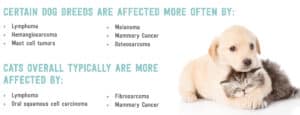 Types of cancers dogs and cats are affected by.