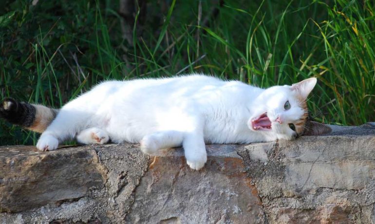 Cat lying on rock outside with mouth open.