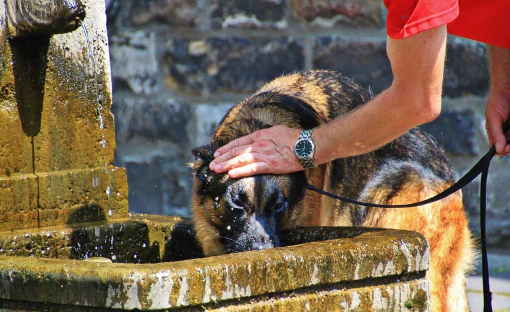 German Shepherd drinks from a stone fountain as owner pets its head