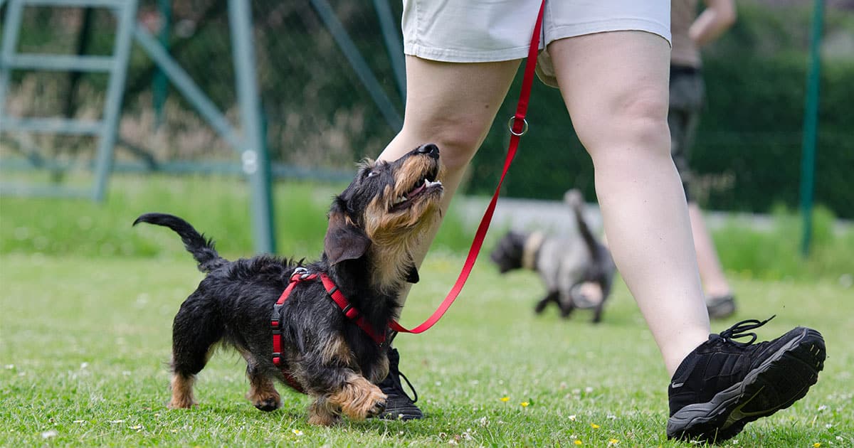 Small, furry black and brown dog in a red leash looking up expectantly towards a walking dog trainer.