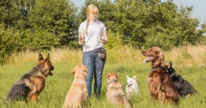 Group of dogs sitting patiently in a field looking at a female dog trainer.