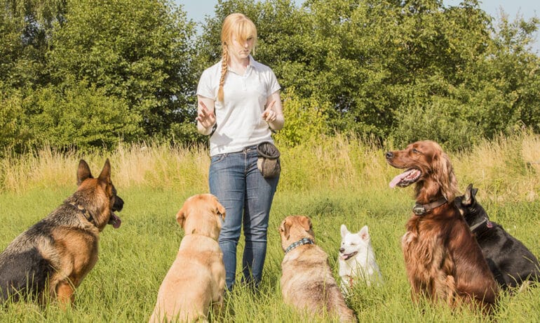 Group of dogs sitting patiently in a field looking at a female dog trainer.