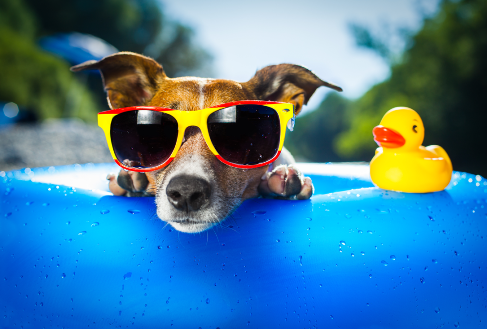 dogininnertubewithsunglassesandducky Grand Valley Animal Hospital