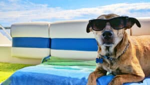 A brown dog wearing sunglasses while lying down on the seat of a boat
