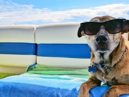 4 Tips for Traveling with Your Pet