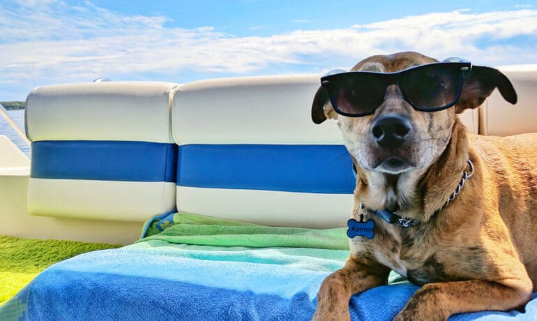 A brown dog wearing sunglasses while lying down on the seat of a boat