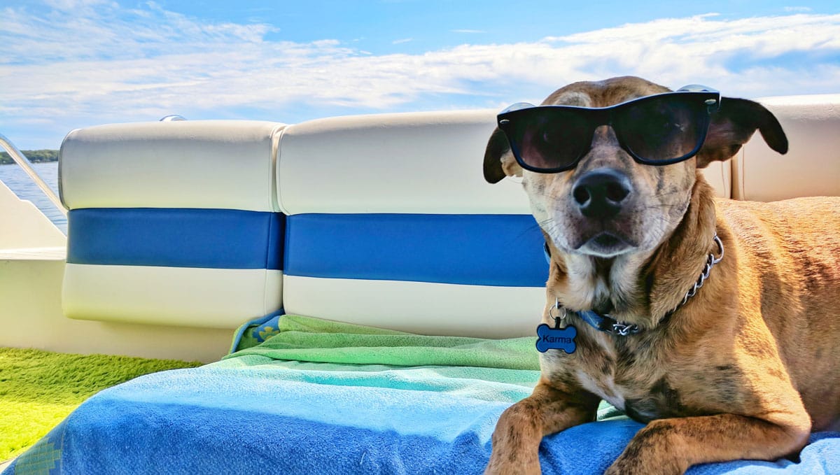4 Tips for Traveling with Your Pet