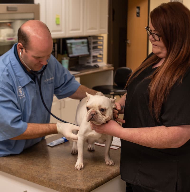 A veterinarian and vet assistant examine a white Boxer dog in a pet clinic