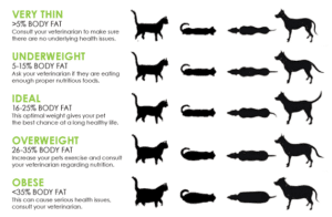 Graph and descriptions for very thin, underweight, ideal, overweight and obese pet body types.