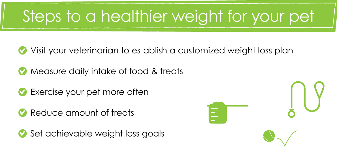 Steps to a healthier weight for your pet.