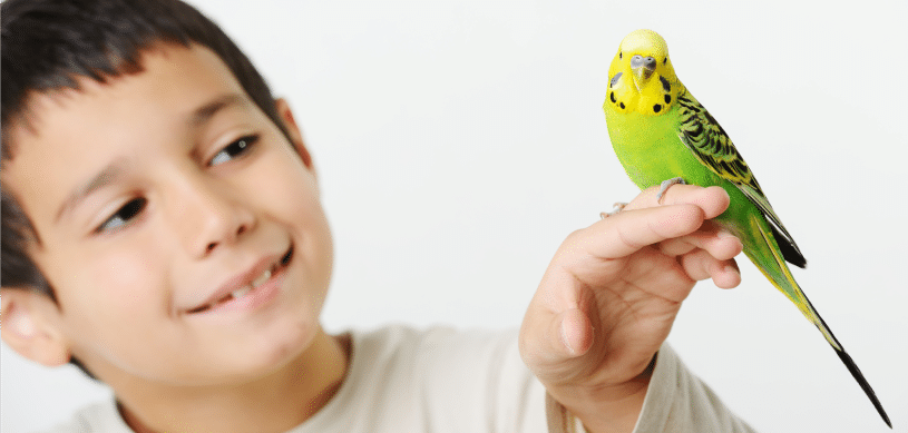 The Basics of Bird Care