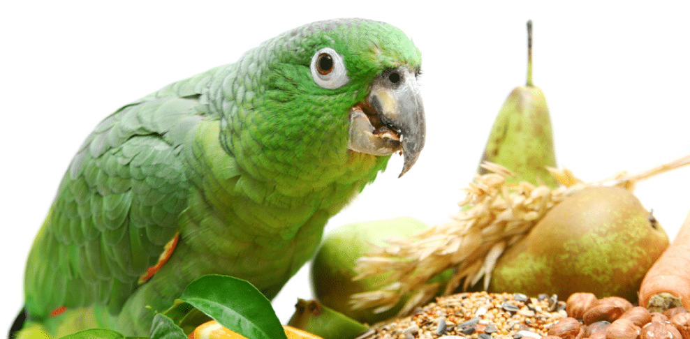Green parakeet eats bird food.