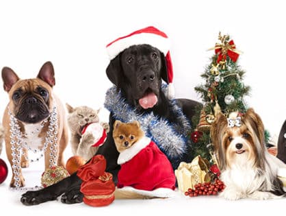 3 Ways to Help an Animal in Need This Holiday Season