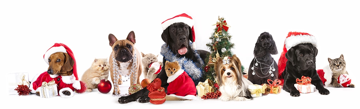 3 Ways to Help an Animal in Need This Holiday Season