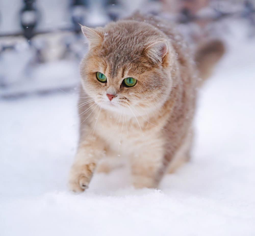 Cat in snow.