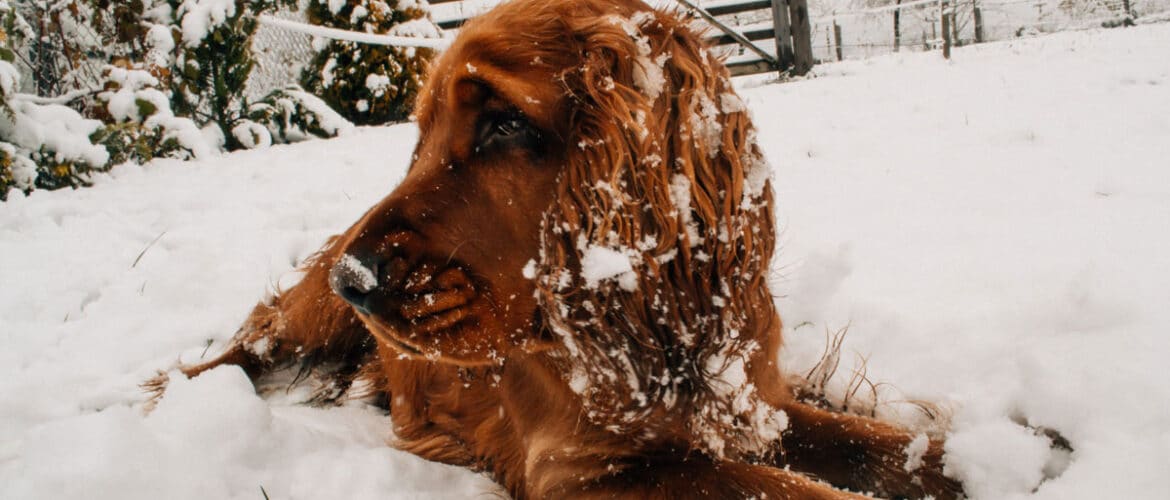 Dog in snow.