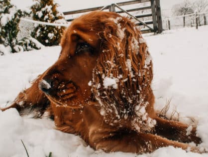 Pet Safety for the Cold Weather Blues