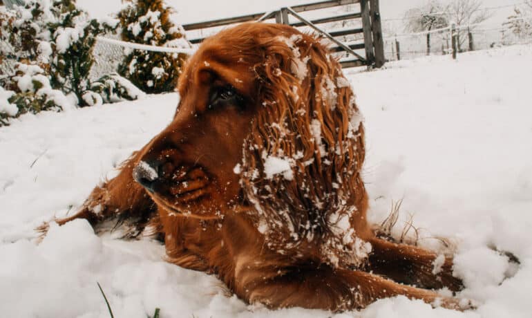 Dog in snow.