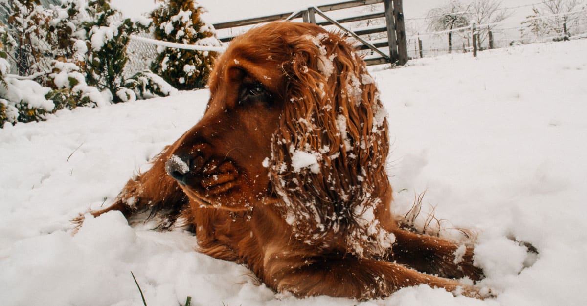 Pet Safety for the Cold Weather Blues