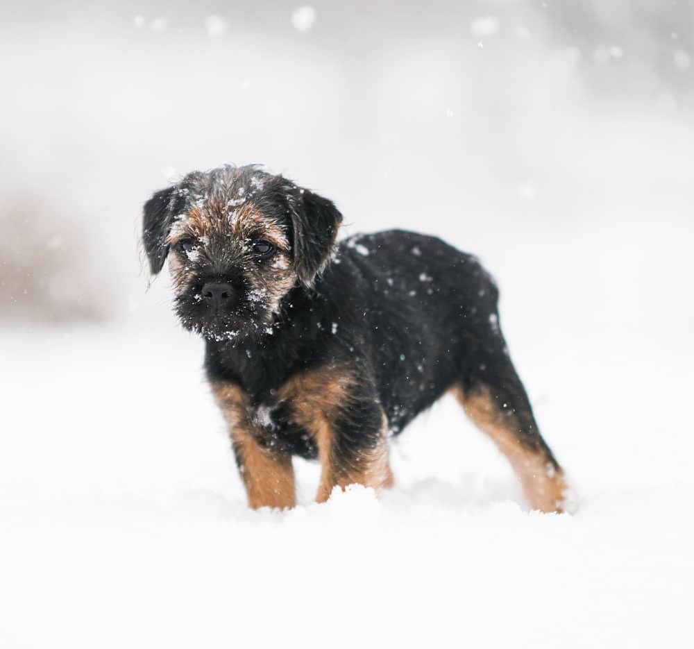 Small puppy in snow.
