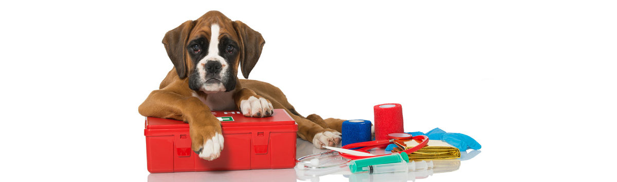 Pet Emergencies & First Aid Preparedness
