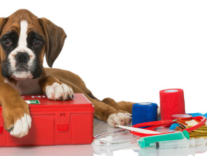 Pet Emergencies & First Aid Preparedness