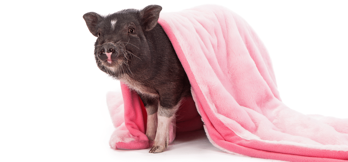 The Secret Life of Potbellied Pigs