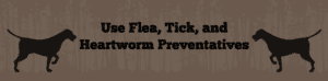 Use Flea, Tick, and Heartworm Preventatives on your Hunting Dog