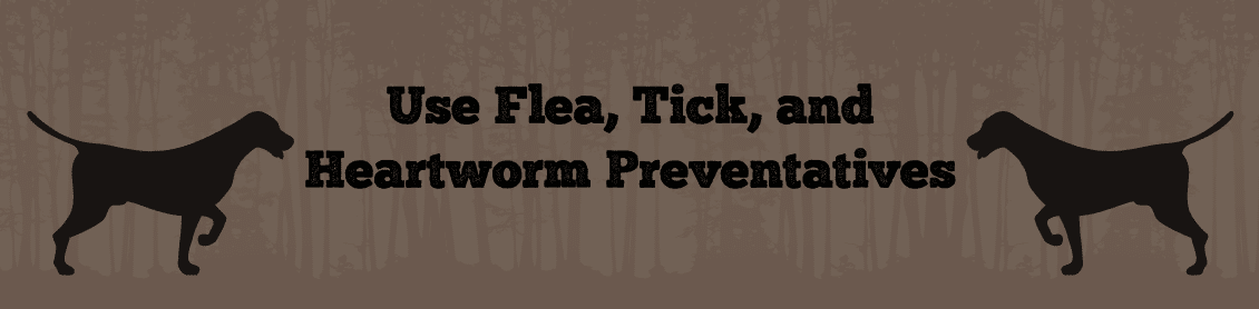 Use Flea, Tick, and Heartworm Preventatives on your Hunting Dog