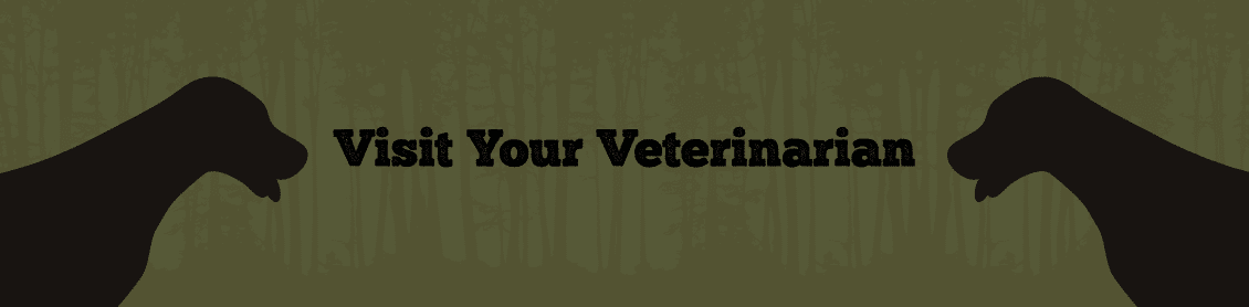 Take your hunting dog to the veterinarian before hunting season