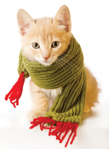 Kitten in scarf