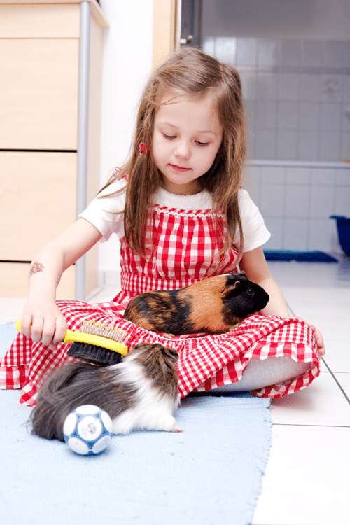 Girl grooming guinea pigs