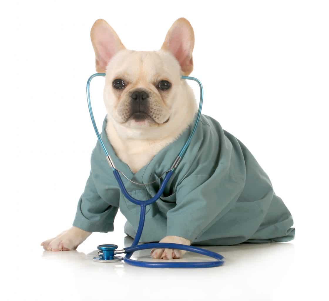 Dog dressed like veterinarian