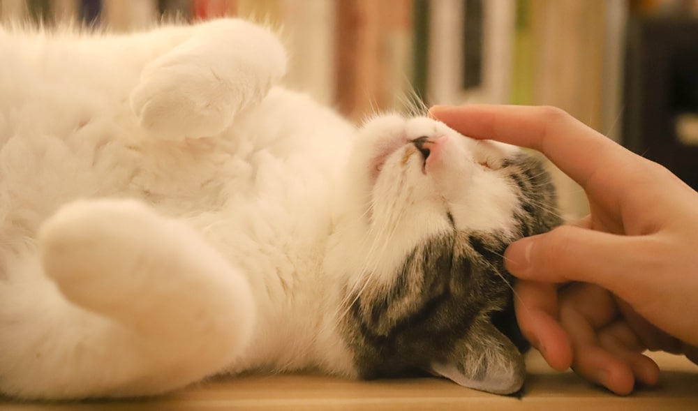 A sleepy cat lays on its back while a person pets its face.