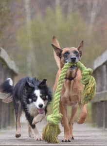 Two dogs run on bridge with large green rope toy.