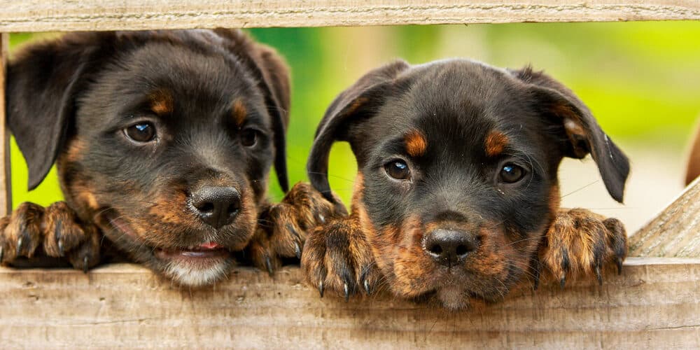 Two Rottweiler puppies poking their head between a wood fence.