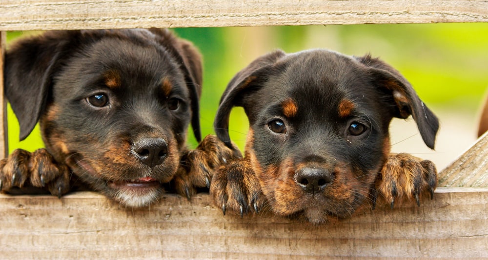 Two Rottweiler puppies poking their head between a wood fence.