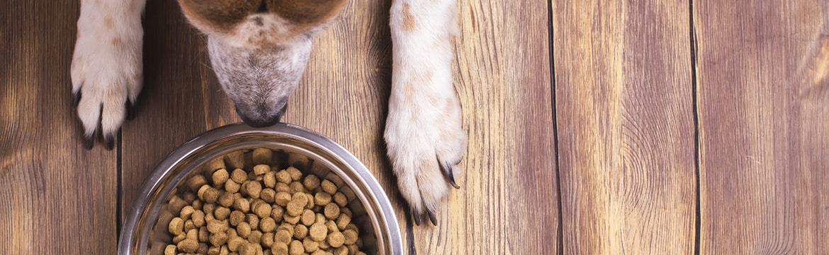 Pointers to Pick the Perfect Pet Food