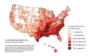 United States map showing 2016 heart worm incidence.
