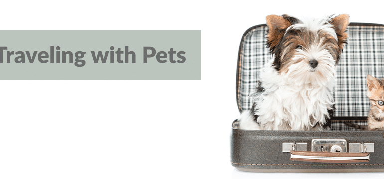 Tips for Traveling with Pets, GVAH, Grand Valley Vet, Grand Valley Animal Hospital