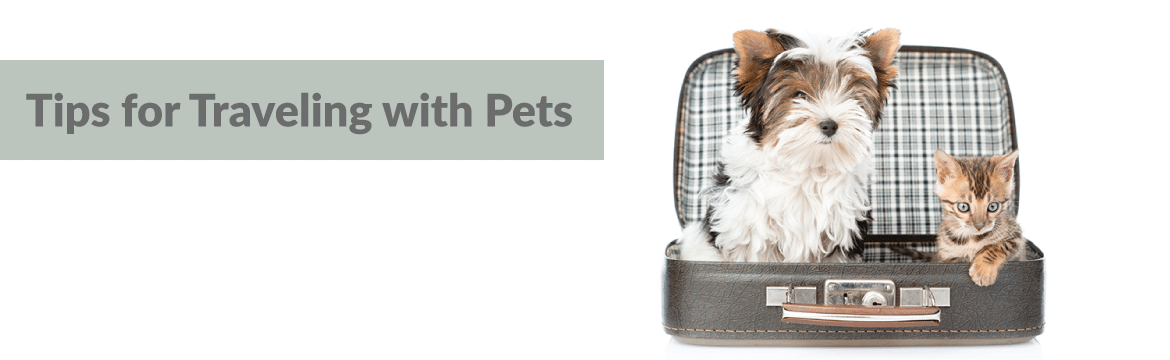 Tips for Traveling with Pets, GVAH, Grand Valley Vet, Grand Valley Animal Hospital