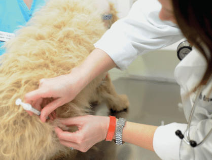 Core Canine Vaccines that Protect Your Dog from 5 Diseases