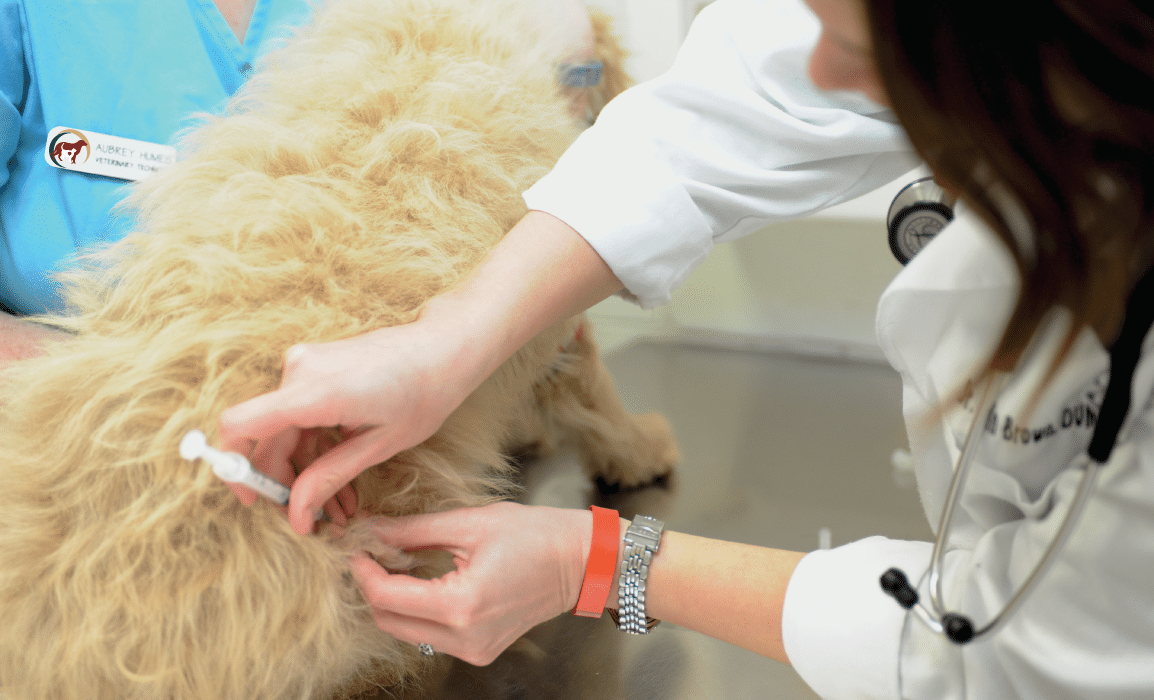 Core Canine Vaccines that Protect Your Dog from 5 Diseases